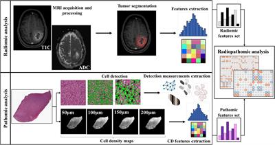 The relationship between radiomics and pathomics in Glioblastoma patients: Preliminary results from a cross-scale association study